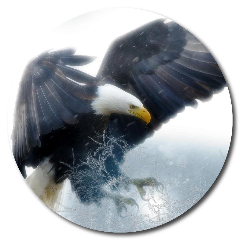 Eagle in Flight Art Drink Coasters - Schoppix Gifts