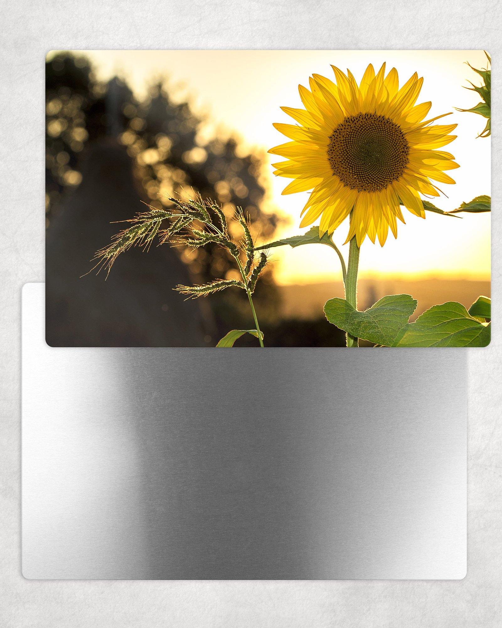 Autumn Sunflower Metal Photo Panel - 8x12 or 12x18 - Schoppix Gifts