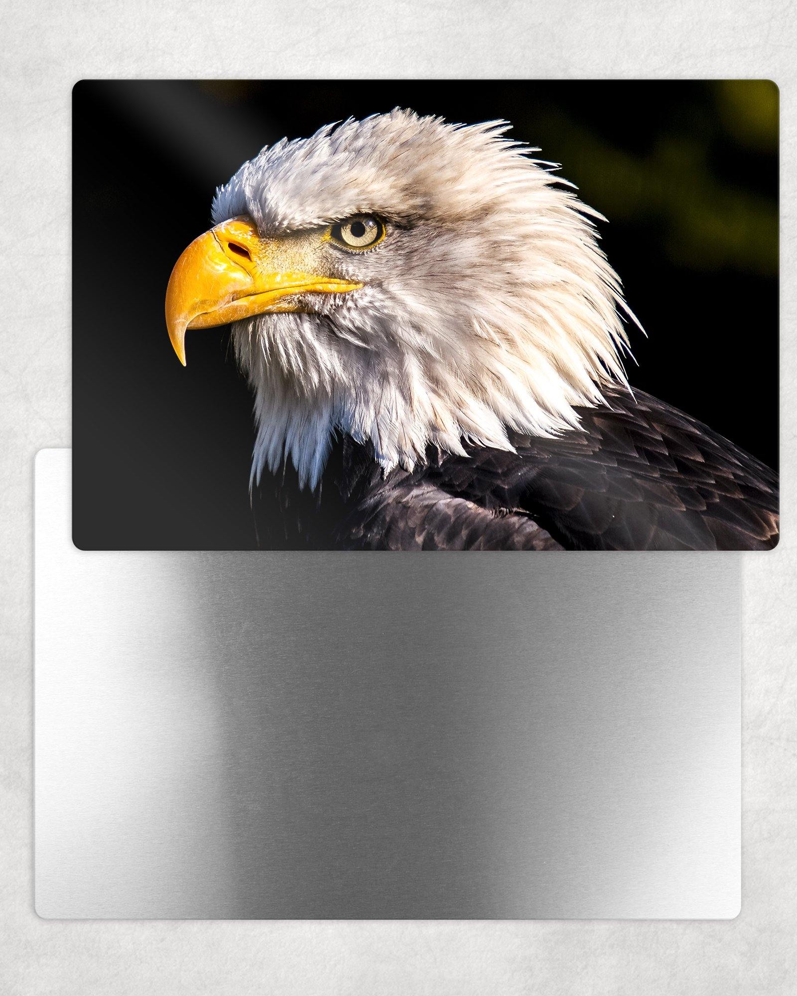 American Bald Eagle Portrait Metal Photo Panel - 8x12 or 12x18 - Schoppix Gifts