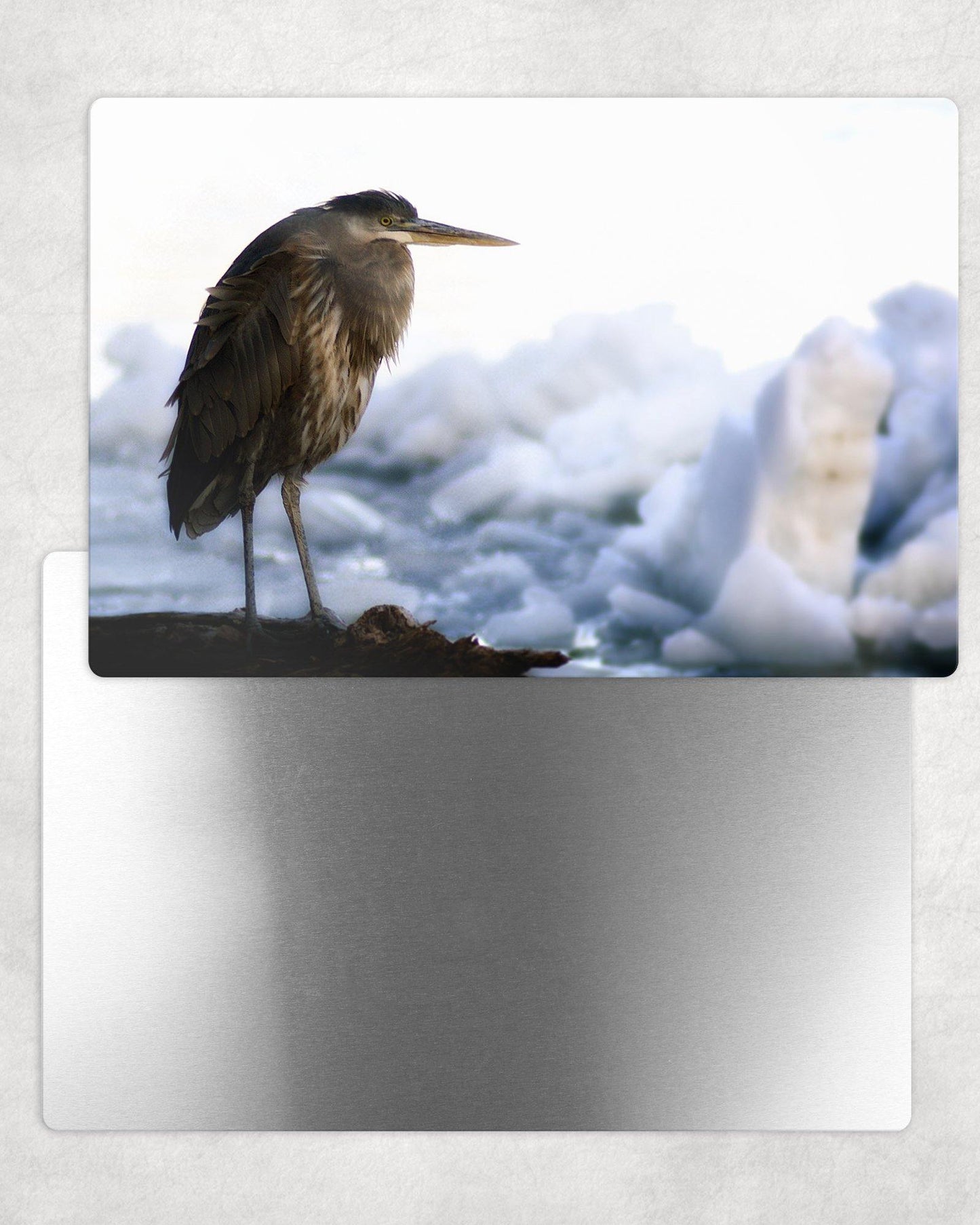 Blue Herron Metal Photo Panel - 8x12 or 12x18 - Schoppix Gifts