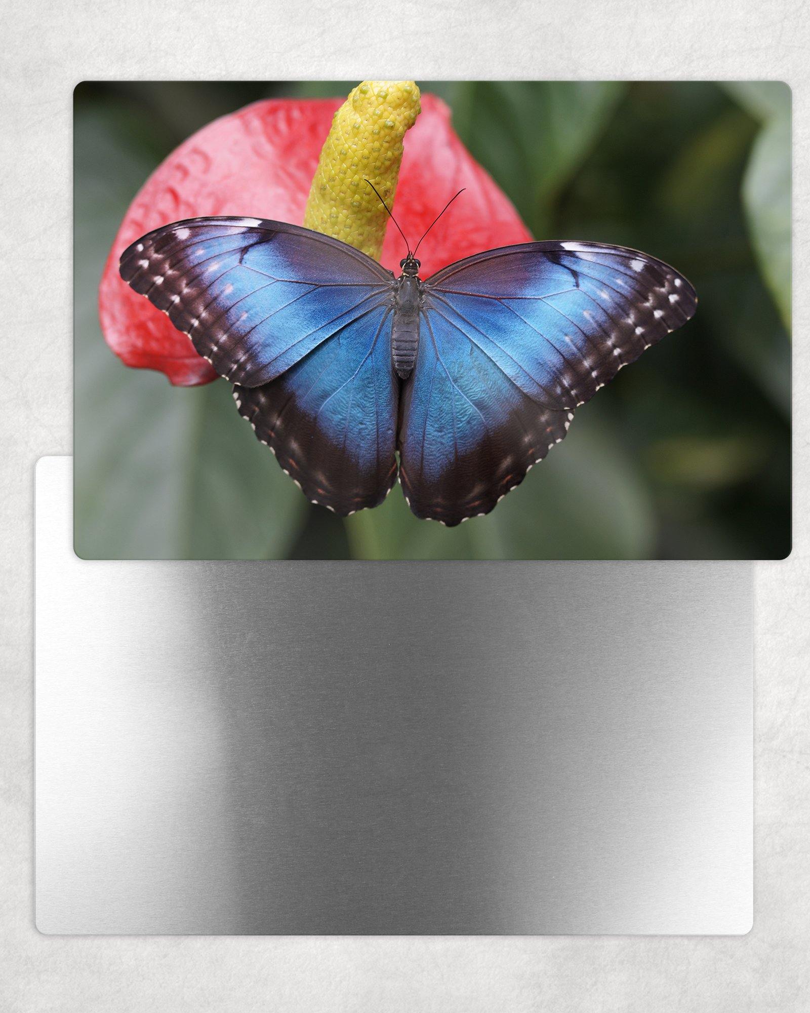 Blue Morpho Butterfly on Flower Metal Photo Panel - 8x12 or 12x18 - Schoppix Gifts