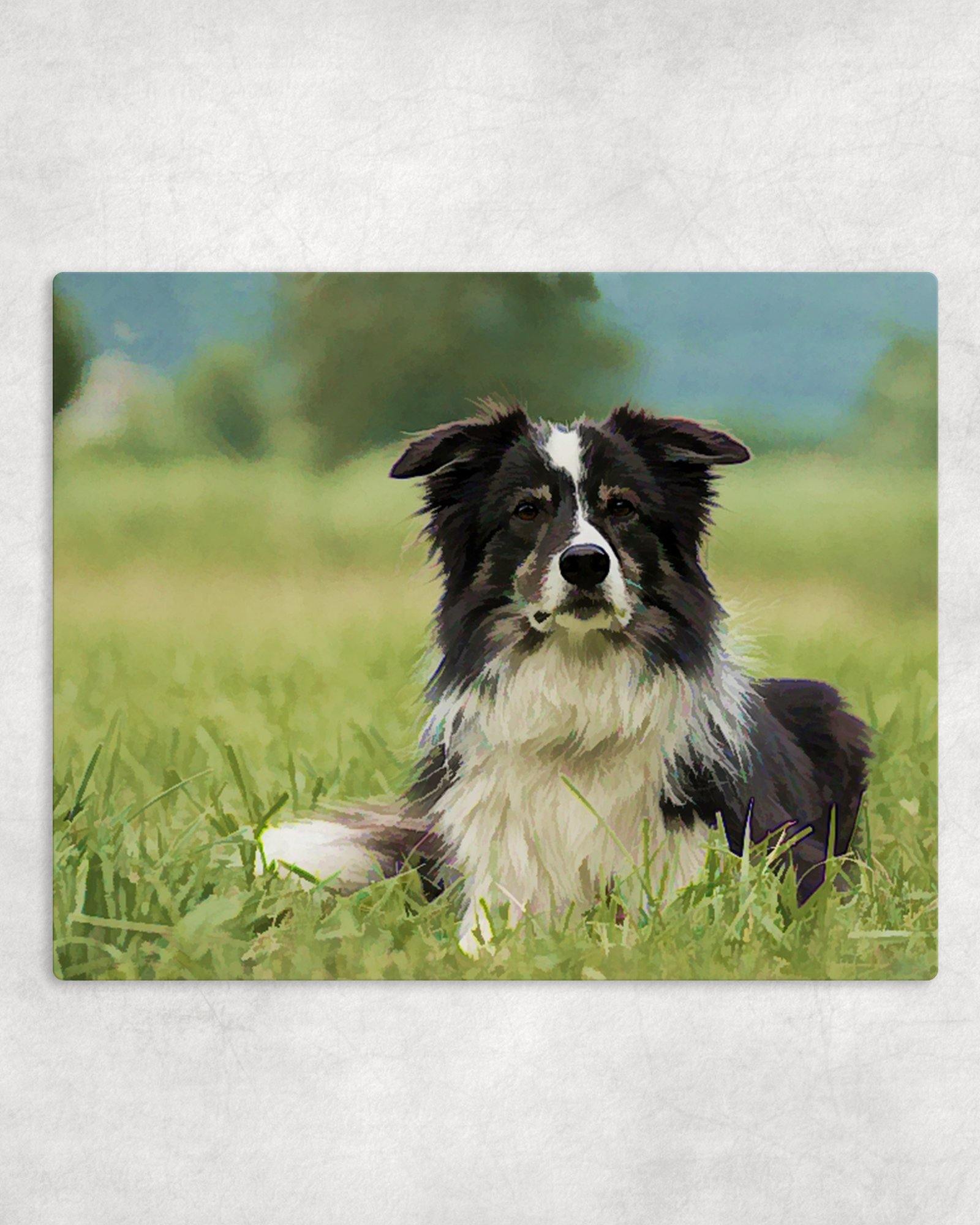 Border Collie Metal Photo Panel - 8x10 - Schoppix Gifts