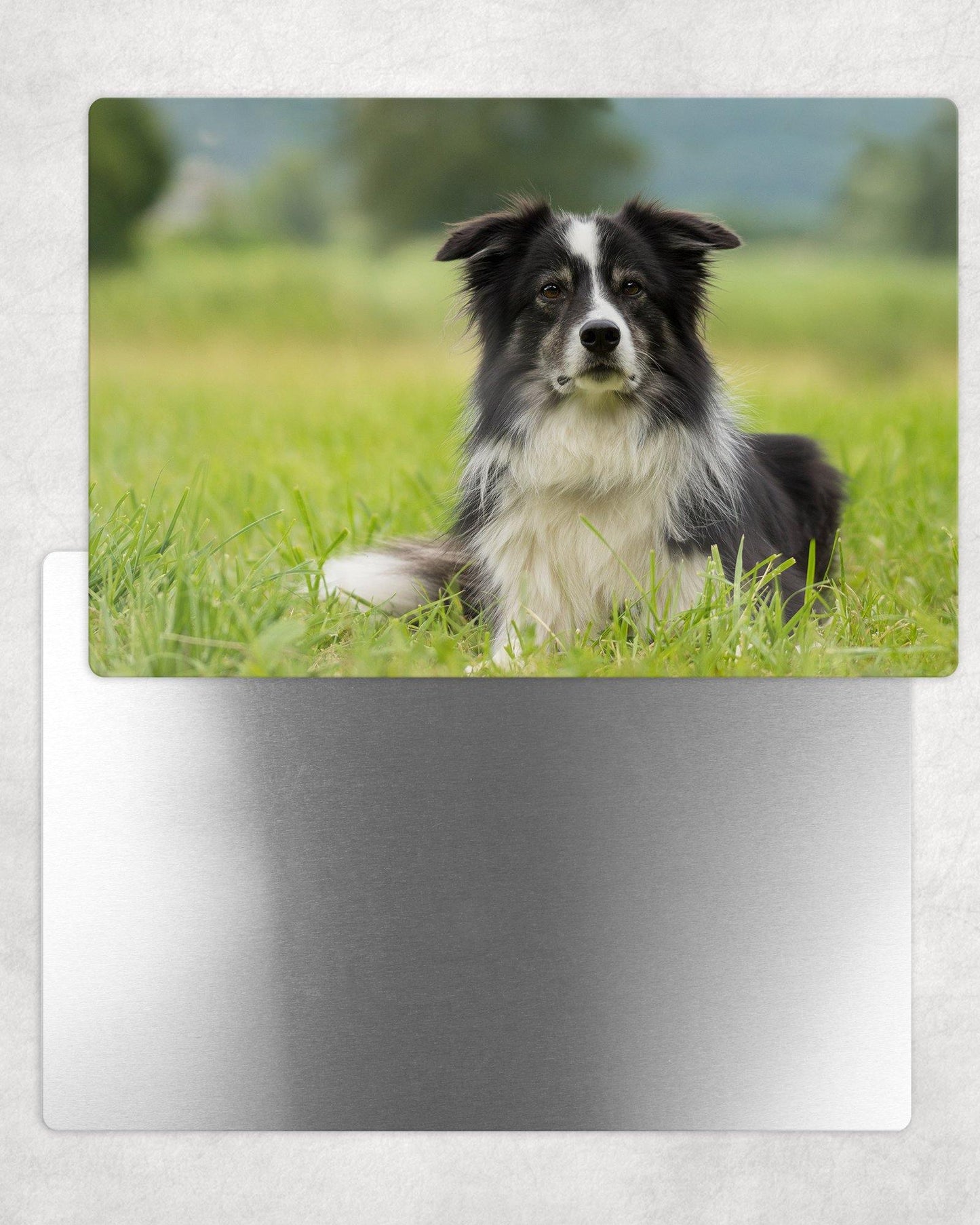 Border Collie Metal Photo Panel - 8x12 or 12x18 - Schoppix Gifts