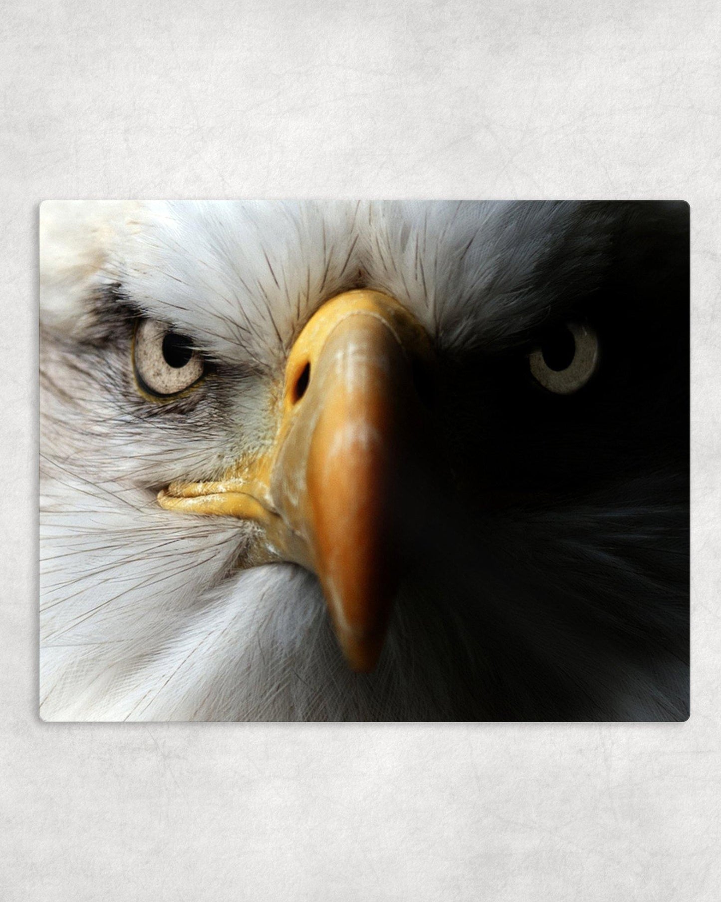 American Bald Eagle Face Metal Photo Panel - 8x10 - Schoppix Gifts