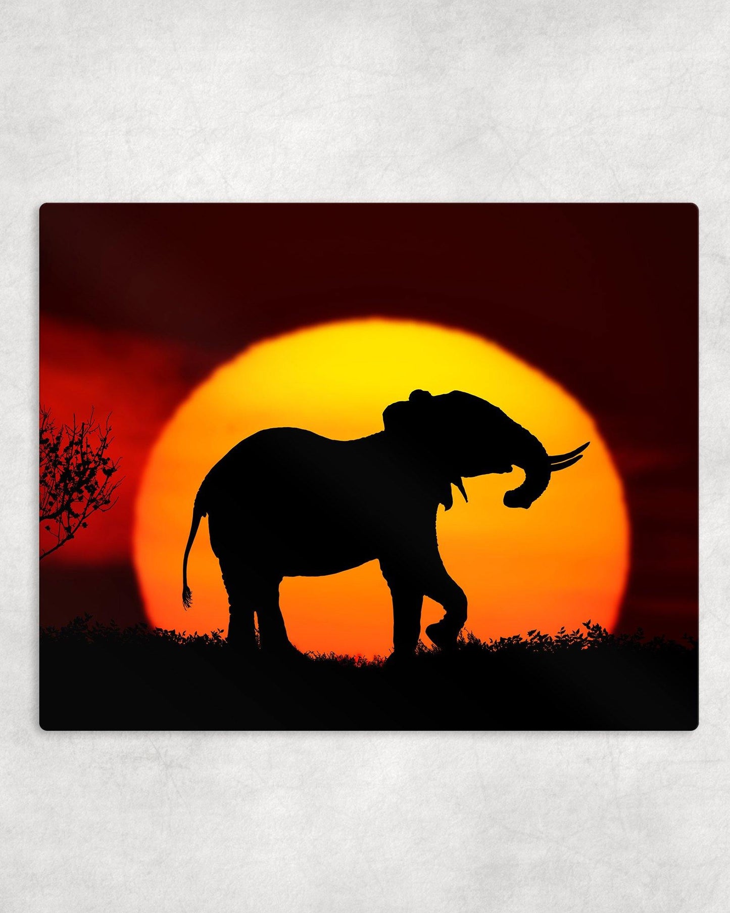 Elephant Sunset Silhouette Metal Photo Panel - 8x10 - Schoppix Gifts