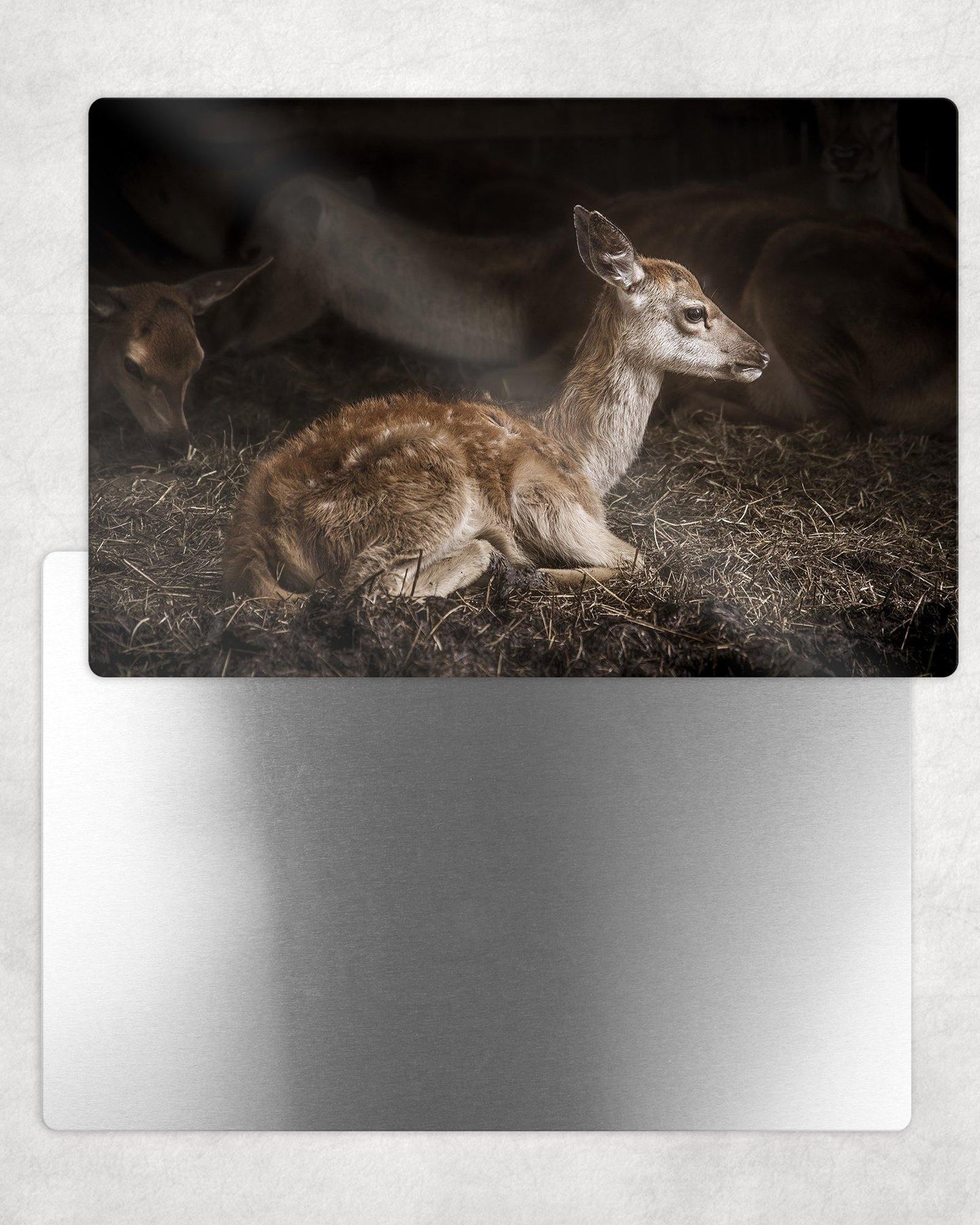 Young Fawn Metal Photo Panel - 8x12 or 12x18 - Schoppix Gifts