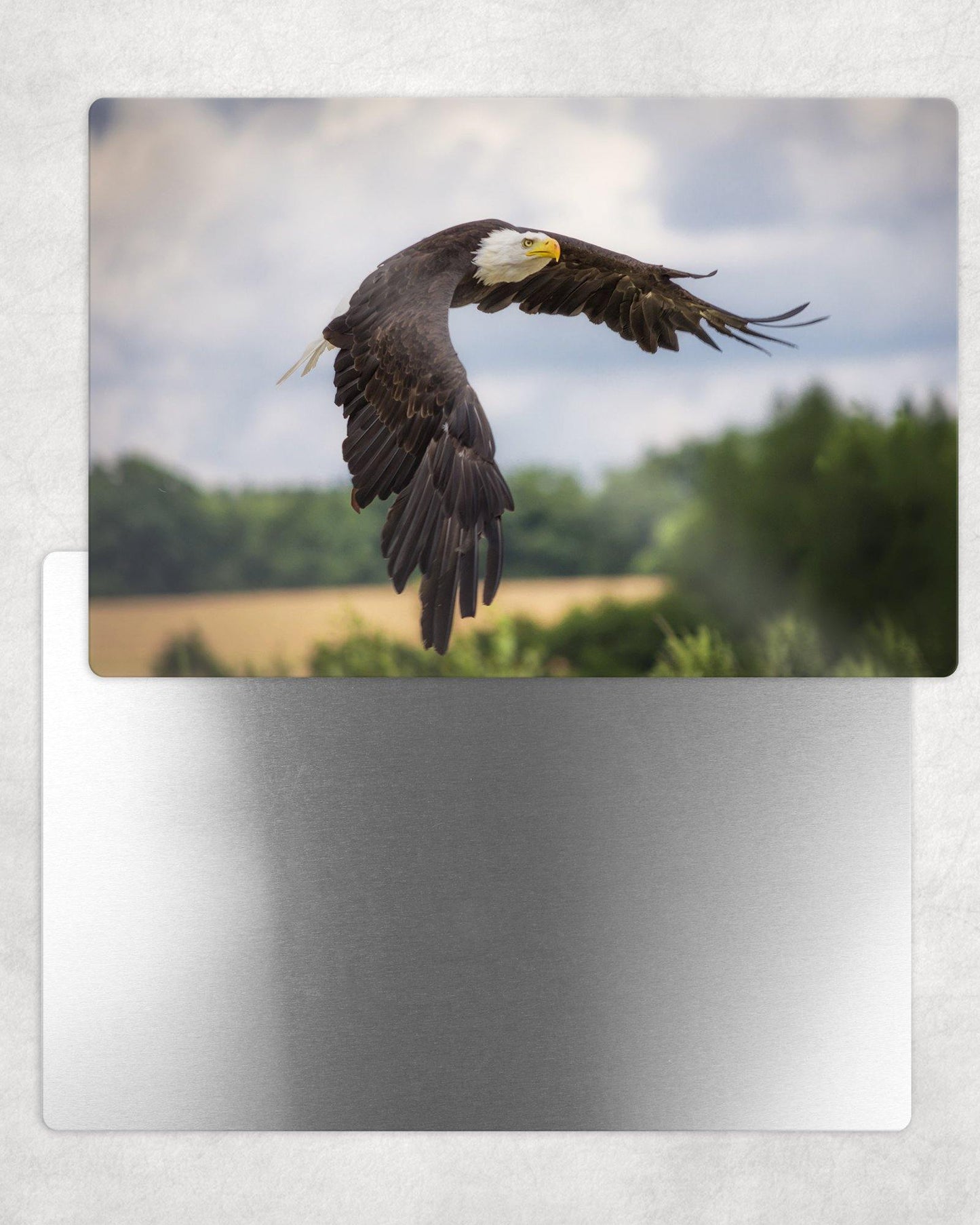 Bald Eagle in Flight Photo Panel - 8x12 or 12x18 - Schoppix Gifts