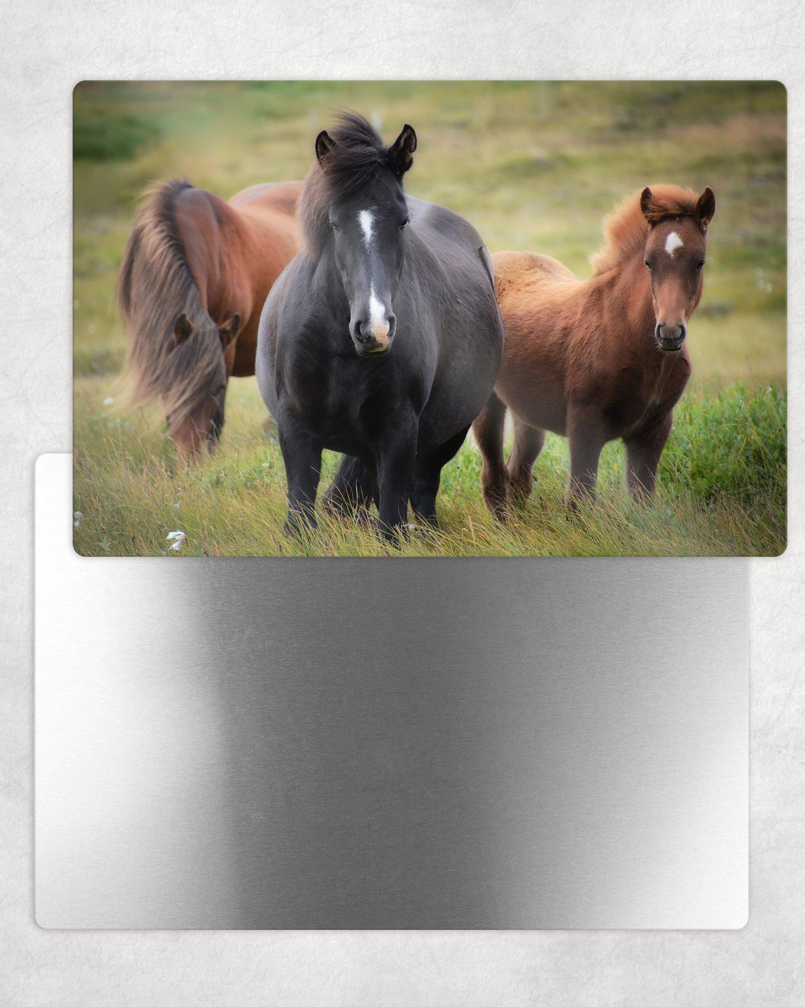 Horses in Pasture Metal Photo Panel - 8x12 or 12x18 - Schoppix Gifts