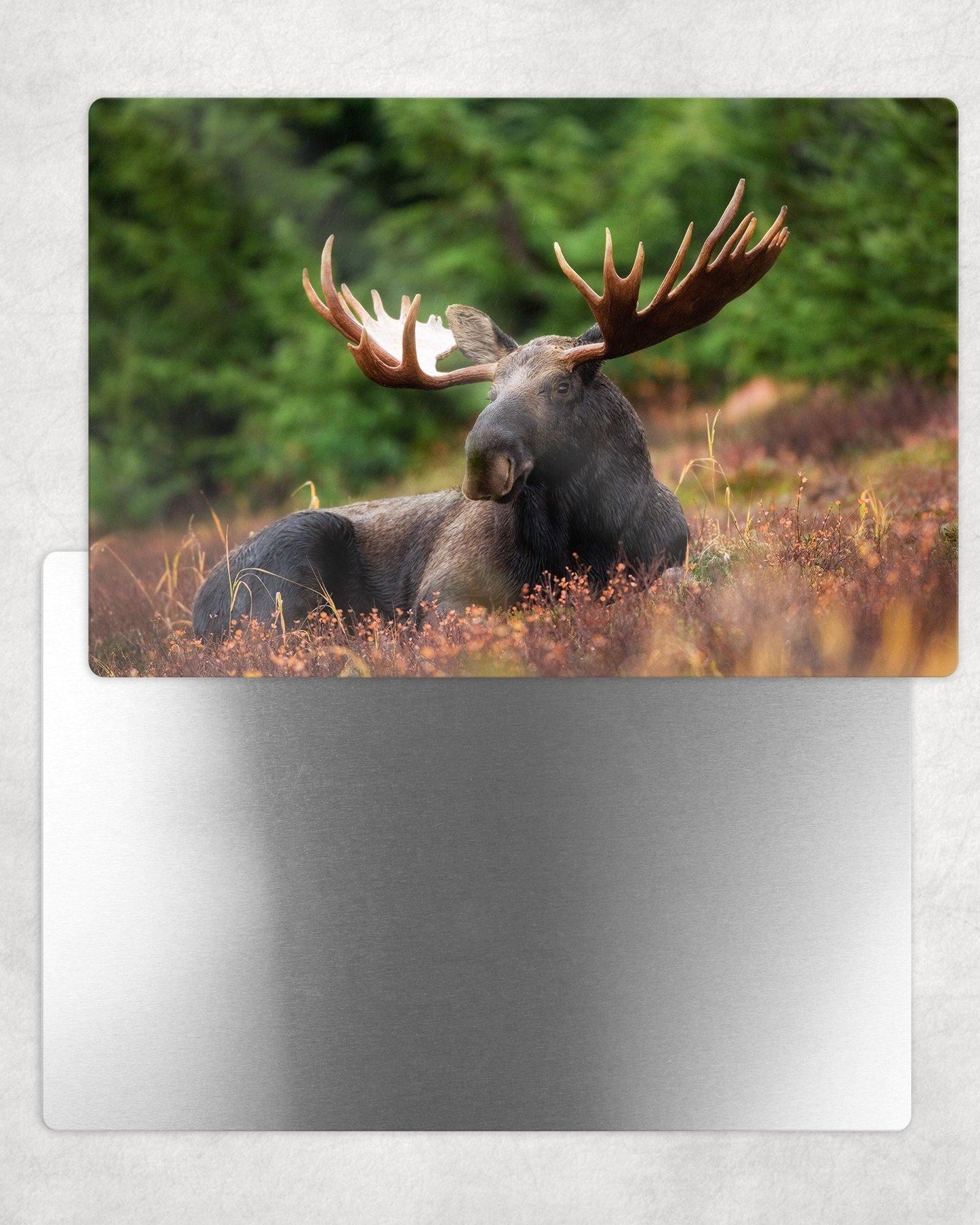 Moose Portrait Metal Photo Panel - 8x12 or 12x18 - Schoppix Gifts