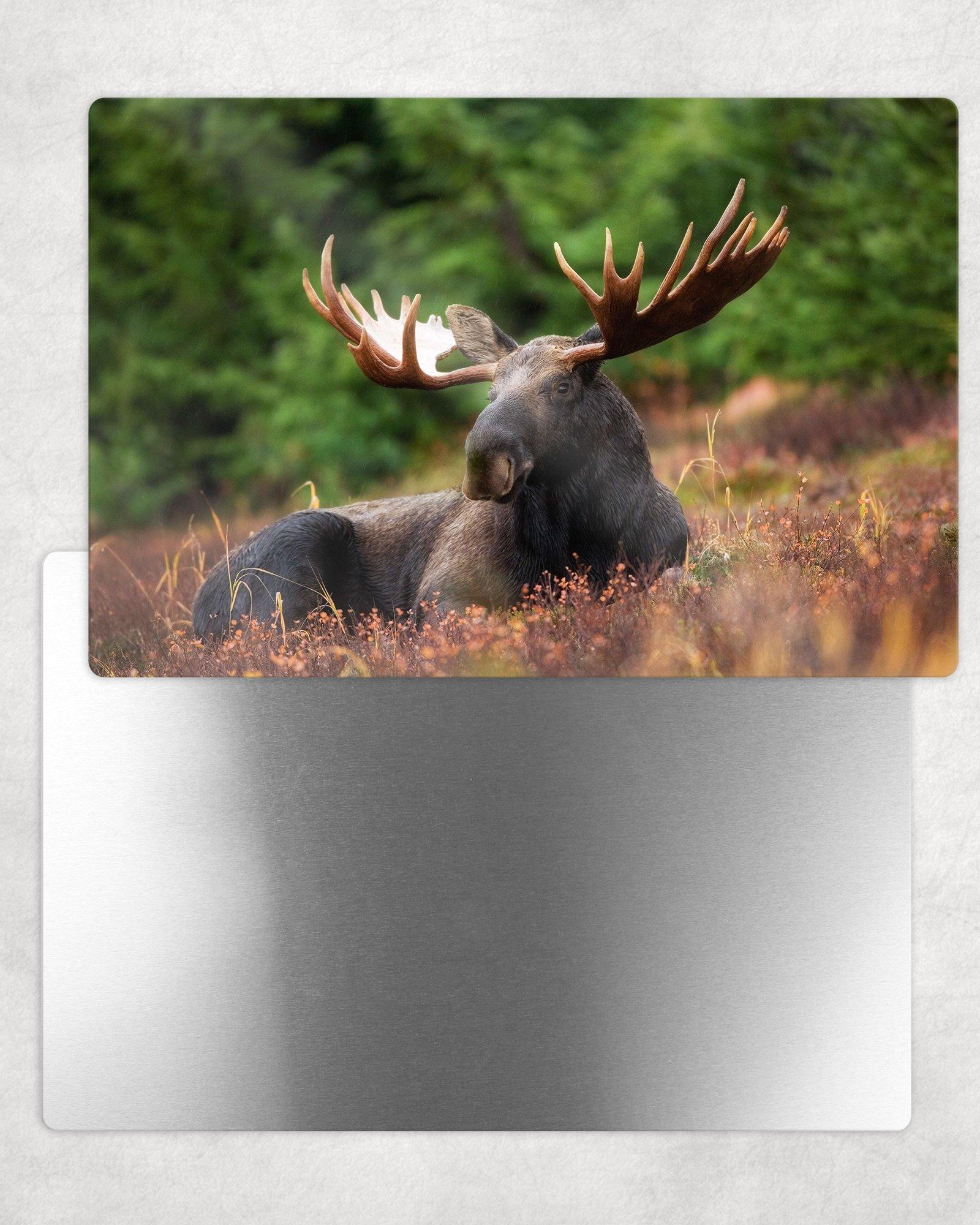 Moose Portrait Metal Photo Panel - 8x12 or 12x18 - Schoppix Gifts