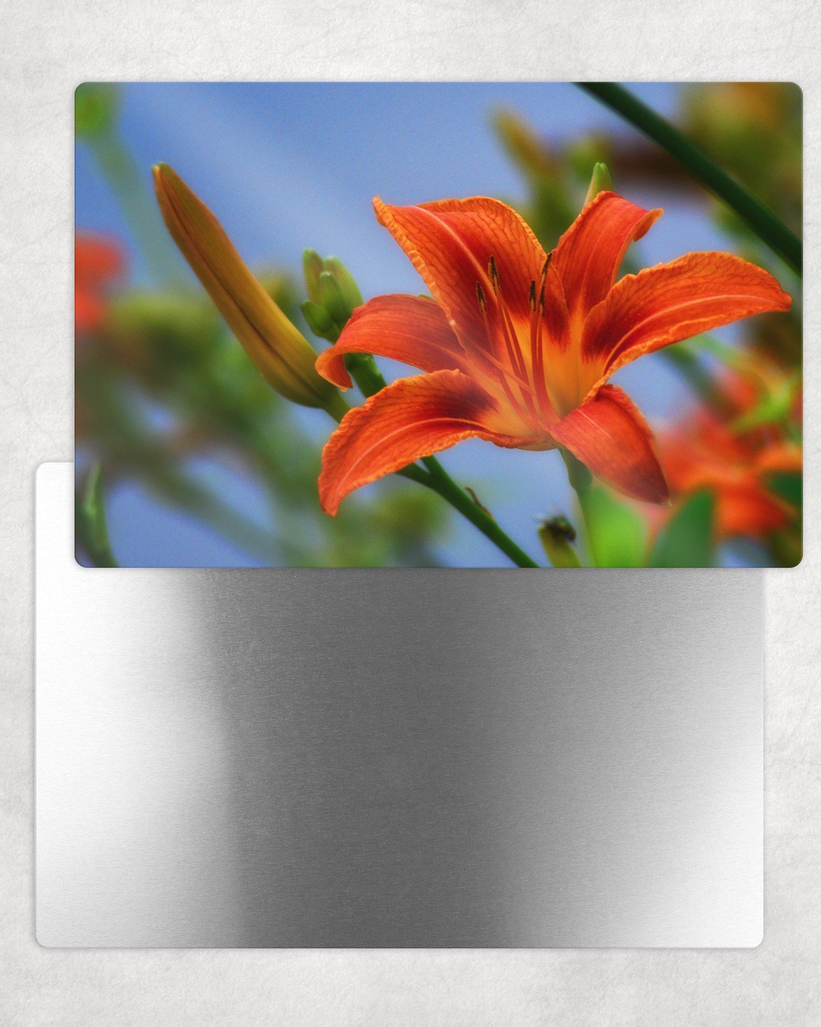 Orange Lily Metal Photo Panel - 8x12 or 12x18 - Schoppix Gifts