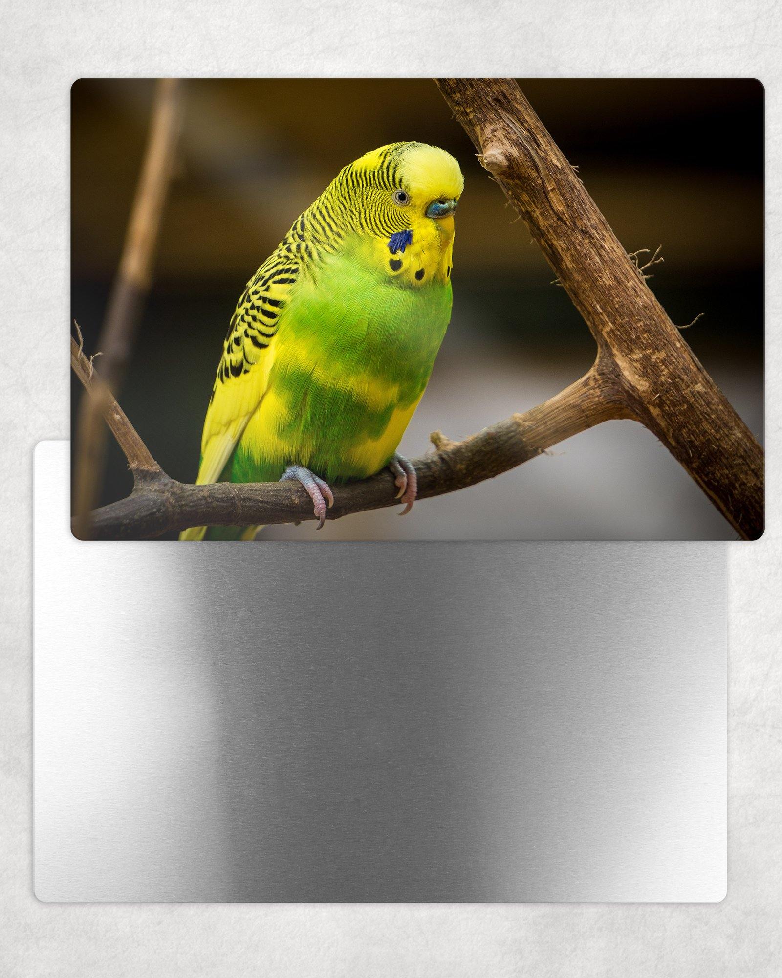 Parakeet Metal Photo Panel - 8x12 or 12x18 - Schoppix Gifts