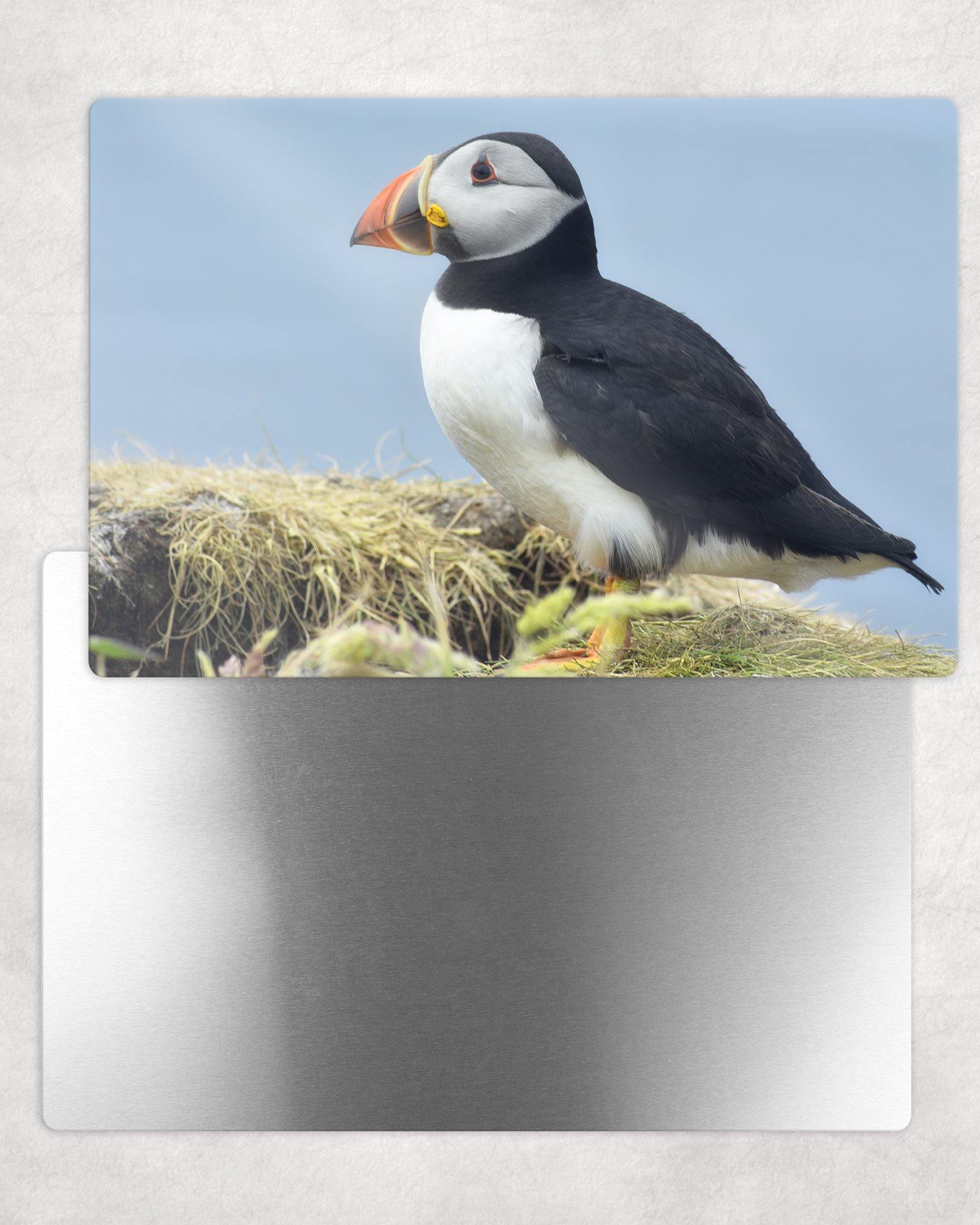 Puffin Portrait Metal Photo Panel - 8x12 or 12x18 - Schoppix Gifts