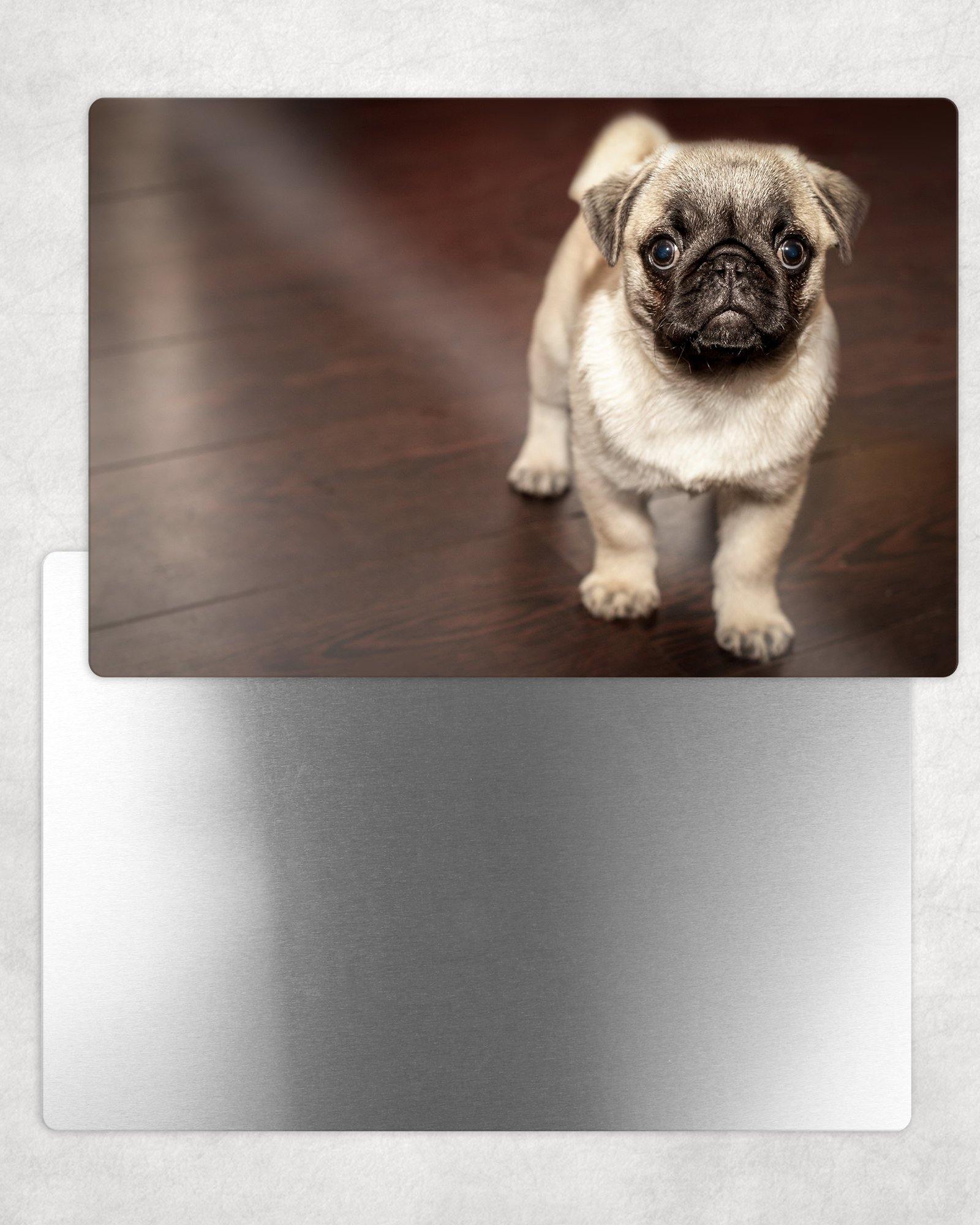 Pug Puppy Metal Photo Panel - 8x12 or 12x18 - Schoppix Gifts
