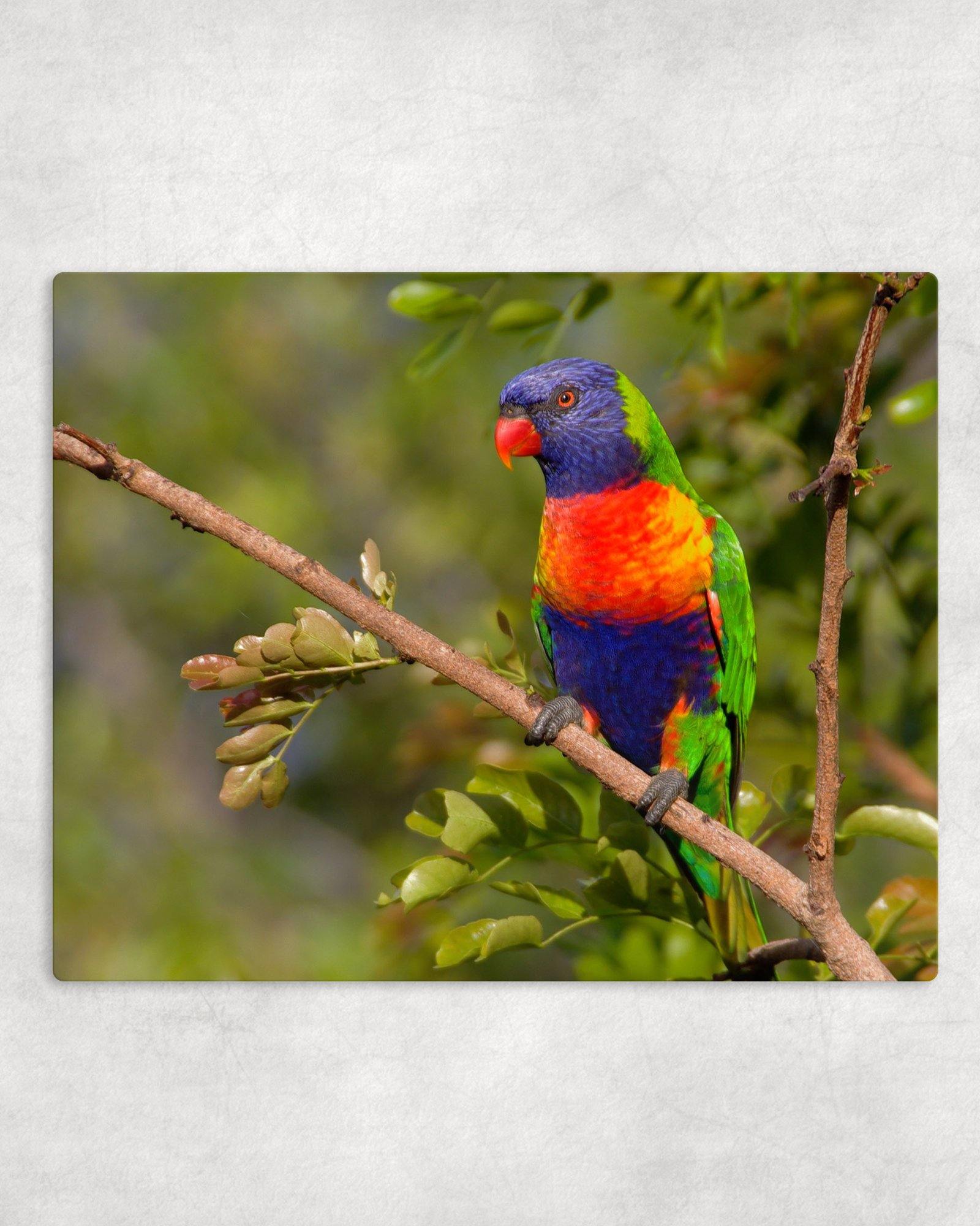 Rainbow Lorikeet Metal Photo Panel - 8x10 - Schoppix Gifts