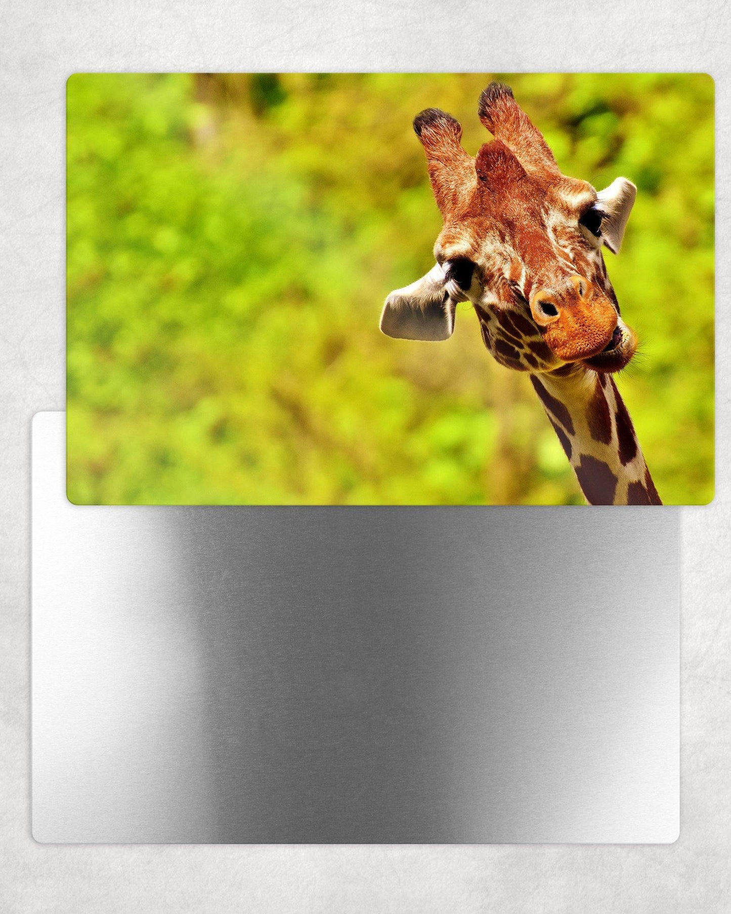 Silly Giraffe Portrait Metal Photo Panel - 8x12 or 12x18 - Schoppix Gifts