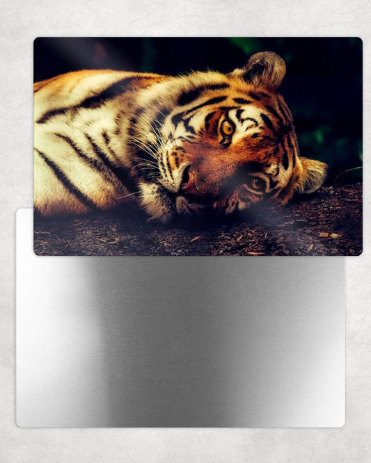Laying Tiger Metal Photo Panel - 8x12 or 12x18 - Schoppix Gifts