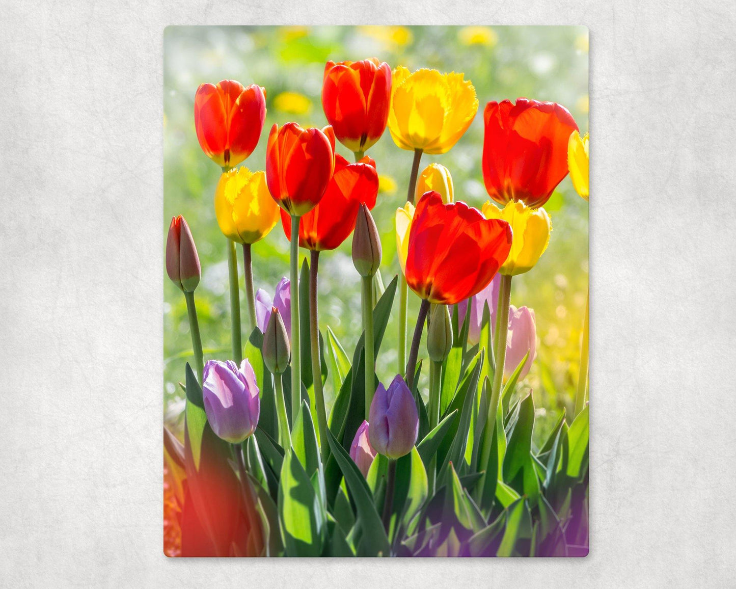 Tulip Garden Metal Photo Panel - 8x10 - Schoppix Gifts