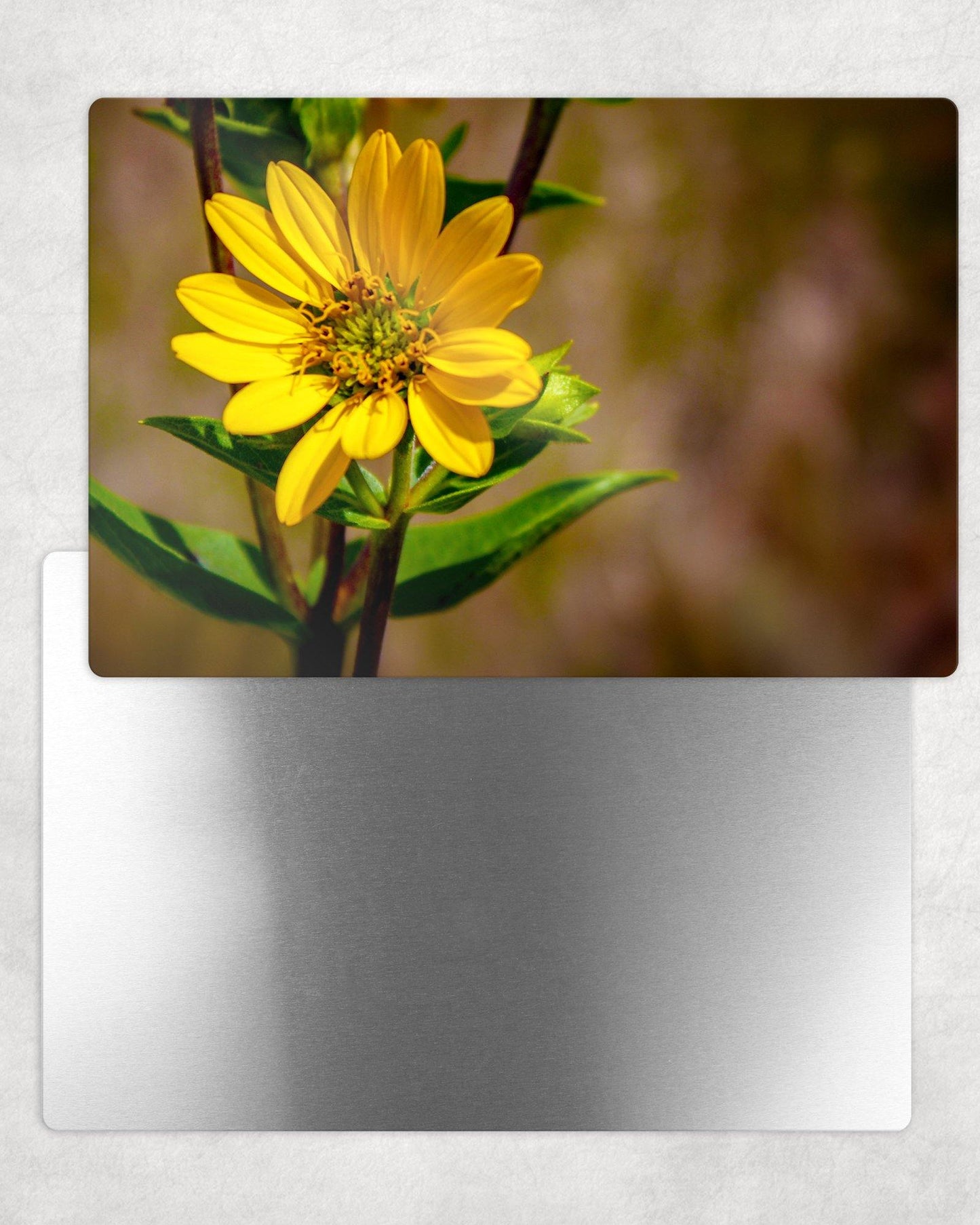 Yellow Flower Metal Photo Panel - 8x12 or 12x18 - Schoppix Gifts