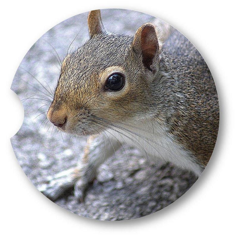 Squirrel Sandstone Car Coasters /  Set of 2 - Schoppix Gifts