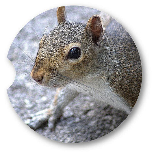 Squirrel Sandstone Car Coasters /  Set of 2 - Schoppix Gifts