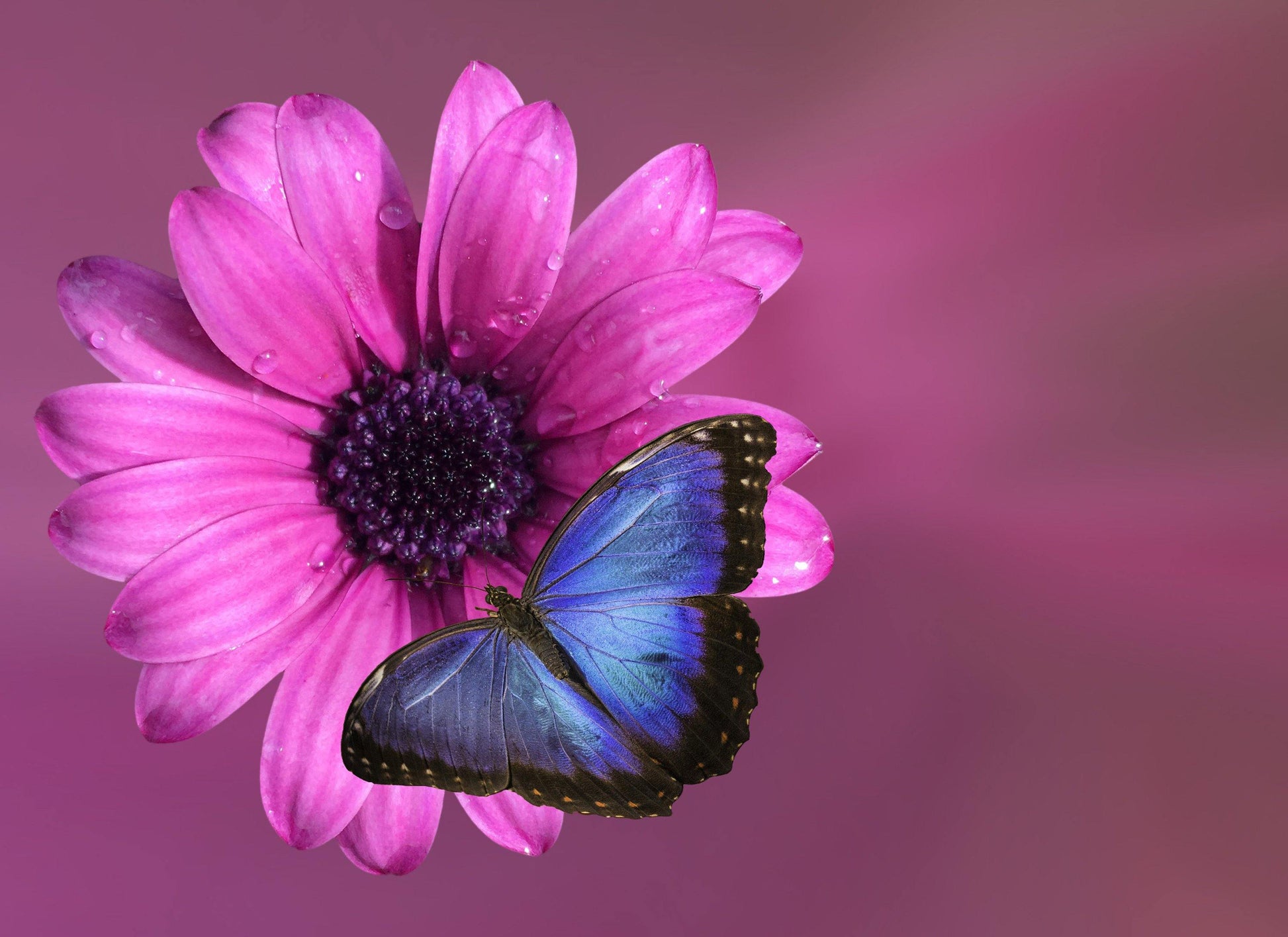 Blue Butterfly on Pink Flower Glass Cutting Board - Schoppix Gifts